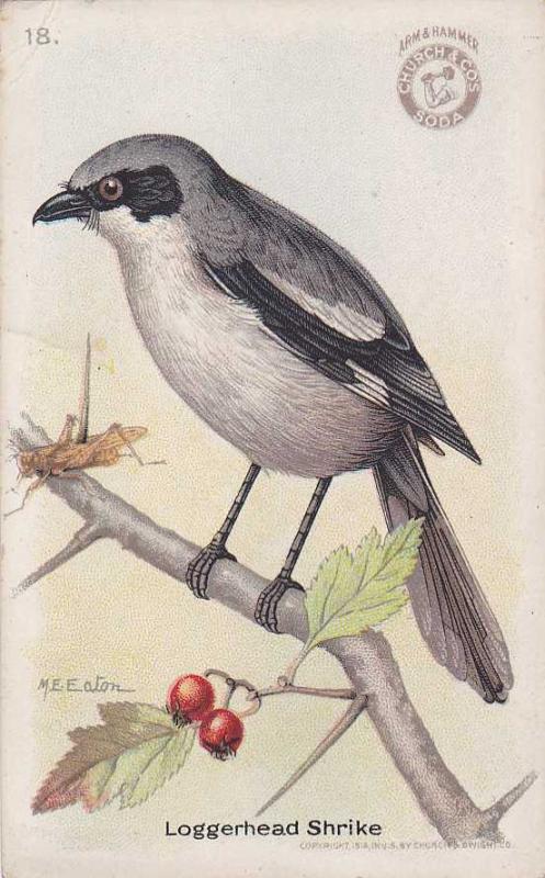 Useful Bird - Loggerhead Shrike - Arm & Hammer Trade Card