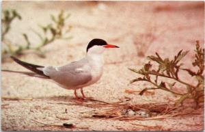 Common Tern nest Cape Cod Massachusets