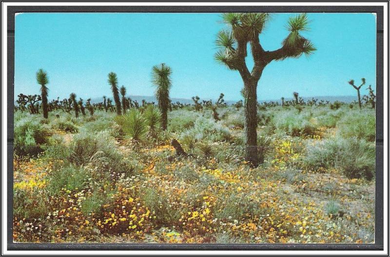 United States - Springtime On The High Desert - [MX-278]