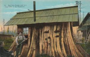 Big Cedar Stump Log Cabin - Published in Washington - DB