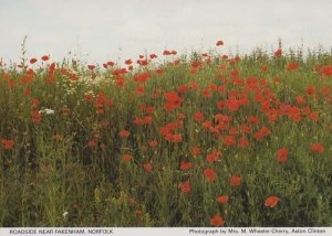 Poppy Field Military Flowers at Fakenham Norfolk Village British Legion Postcard