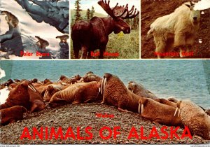 Animals Of Alaska Walrus Polar Bears Bull Moose and Mountain Goat