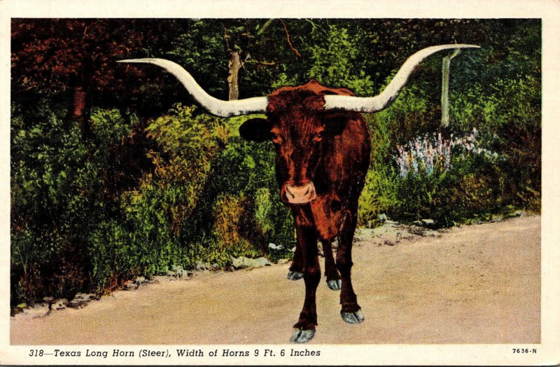 Texas Typical Texas Long Horn Steer 1959 Curteich