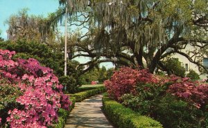 Postcard Early Spring Scenes Throughout Capitol Gardens Baton Rouge Louisiana LA