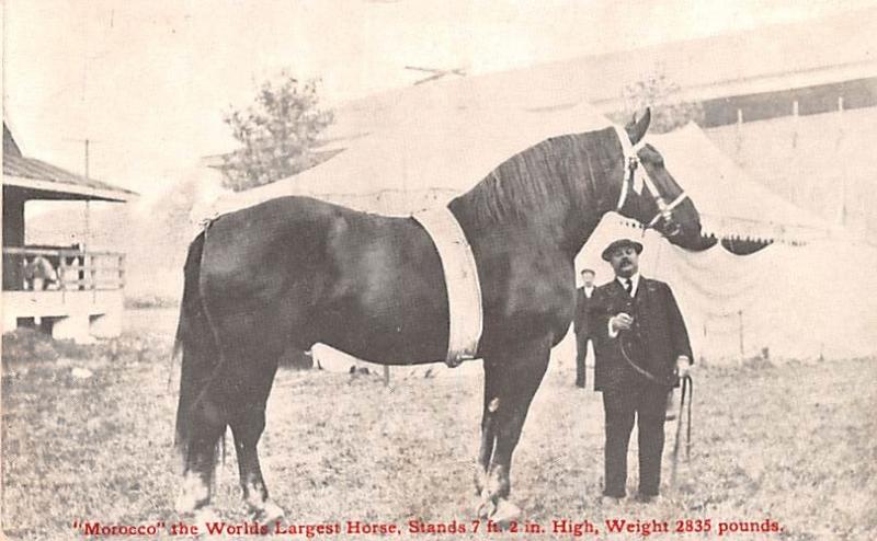 Morocco, The Worlds Largest Horse 7 feet 2 inches high Weight 2835 pounds Wri...