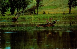 Canada Bull Moose Monarch Of The Forest Feeding At Lake's Edge