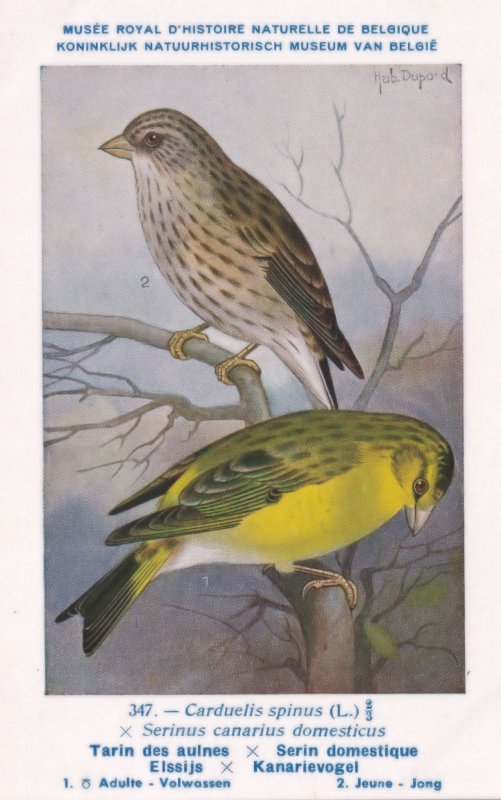 The Eurasian Siskin Carduelis Spinus WW2 Bird Vintage Rare Postcard