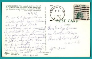 Florida, Sarasota - White Peacock - [FL-886]