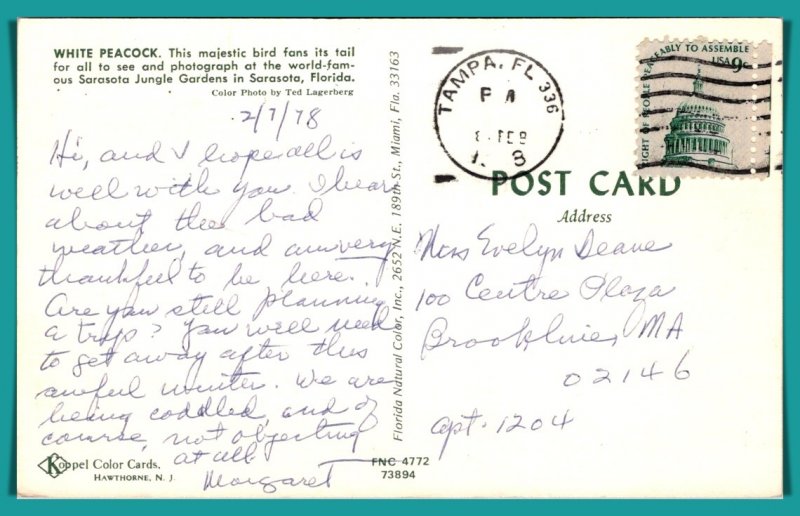 Florida, Sarasota - White Peacock - [FL-886]