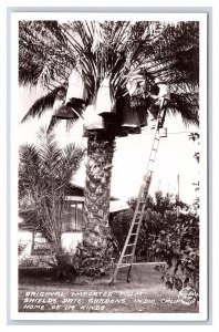 Postcard Original Imported Palm Shields Date Gardens Indio California RPPC