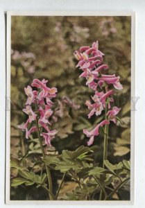 428077 Flower Corydalis cava Vintage Sammelwerk Tobacco Card w/ ADVERTISING