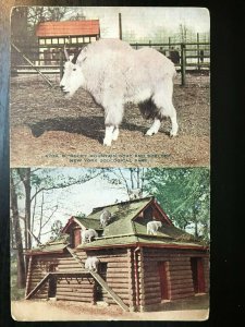 Vintage Postcard 1907-1915 New York Zoological Park Mountain Goats Bronx Zoo NY
