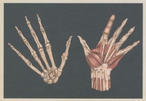 Human Hands Muscles Skeleton Fingers Morbid X-Ray Postcard