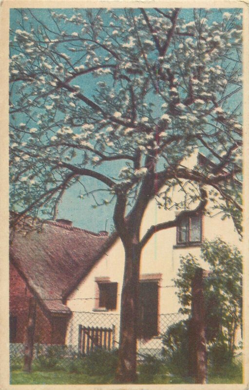 Postcard house & blossom tree Netherlands