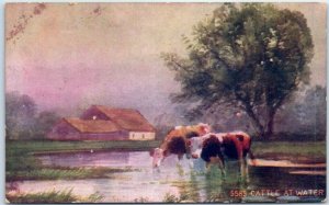 Postcard - Cattle At Water