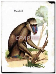 Image Mandrill Monkey Monkey