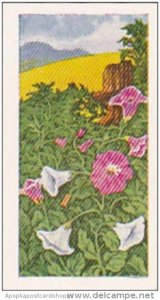 Glengettie Trade Card Wild Flowers No 23 Bindweed