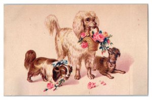 Poodle Holding Flower Basket Victorian Trade Card *VT15 