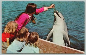 San Diego California~Sea World Mission Bay~Standard Chrome Postcard