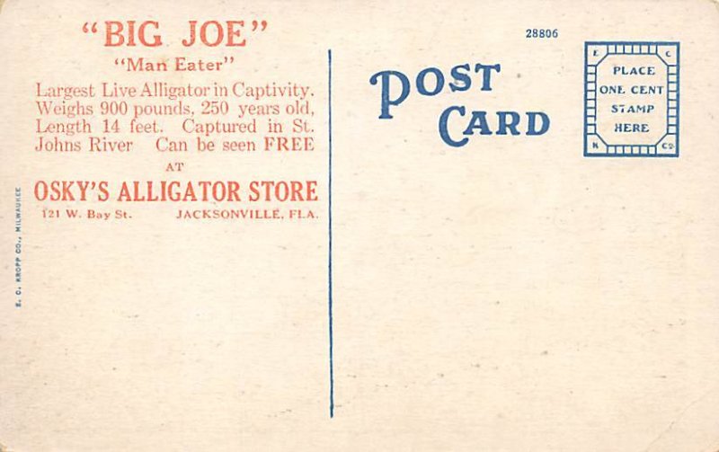 Big Joe, Man Eater Jacksonville, Florida, USA Alligator Unused 