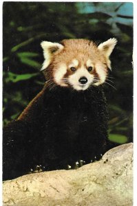 Lesser Panda Bear at San Diego Zoo