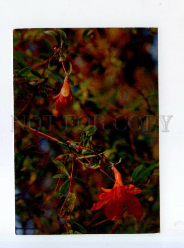 525636 USSR 1976 year medicinal plants pomegranate photo Chilikina postcard