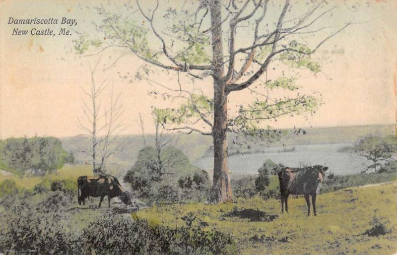 New Castle Maine Damariscotta Bay Cow Scene Antique Postcard K76580