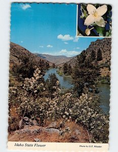 Postcard The Syringa, Idaho State Flower, Idaho