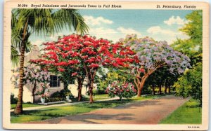 M-42186 Royal Poinciana and Jacaranda Trees in Full Bloom St Petersburg Flori...