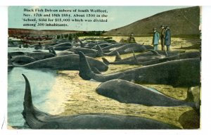 MA - Cape Cod, South Wellfleet. Nov 17 & 18, 1884. Black Fish Driven Ashore