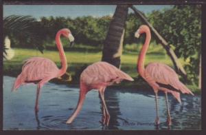 Florida Flamingos Postcard 