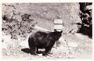 RPPC Black Bear, Yosemite National Park, Tenaya Lake Trail Postcard A24
