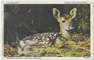 A White Tailed Spotted Fawn Wisconsin's Wild Life Mailed 1943