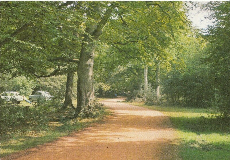 Hampshire Postcard - A New Forest Glade   AB1439