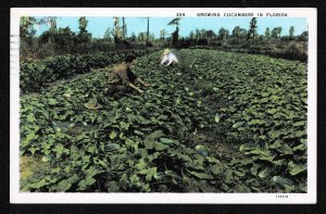 FL - Growing Cucumbers in Florida - 1930