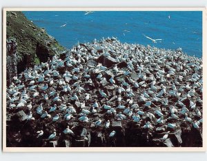 Postcard Bird Rock, at Cape St. Mary's, Canada