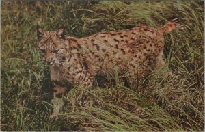 Animals Postcard - Wild Cats, Pardel Lynx, Spain & Portugal Wildlife Ref.RS33439