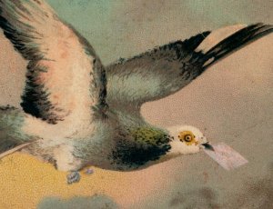 1880s Union Pacific Tea Co. Birthday Card Carrier Pigeon & Letter #6G