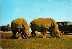 VINTAGE CONTINENTAL SIZE POSTCARD RARE WHITE RHINO PAIR ON AFRICAN SAFARI