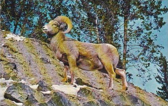 Colorado Montana Rocky Mountain Big Horn Sheep