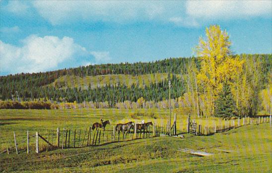 Canada Green Pasture Scene British Columbia