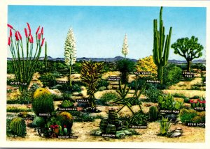 New Mexico Cactus A Few Varieties Of Desert Vegetation