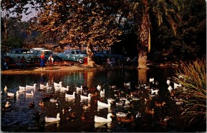 Vtg Hillcrest Park Duck Pond Spadra Road Fullerton California CA Postcard