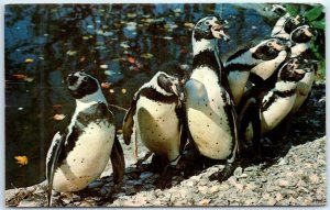 M-95656 Penguins from Chile Sealand Cape Cod West Brewster Massachusetts