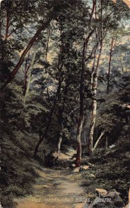 L367 England 1907 Nightingale Valley Leigh Woods Bristol forest vintage postcard