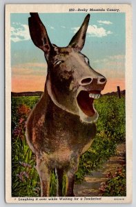 Smiling Donkey Rocky Mountain Canary Laughing It Over Postcard R29