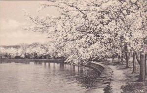 Washington DC Cherry Blossoms Potomac Park