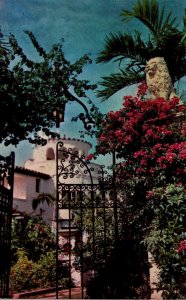 Florida Bougainvillea In Full Bloom
