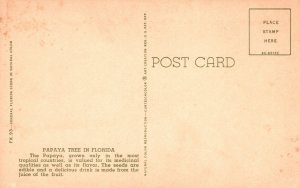 Vintage Postcard Papaya Tree In Florida Most Valued Medicinal Qualities Flavor