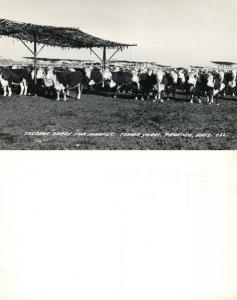 PHOENIX AZ TOVREA STOCKYARDS VINTAGE REAL PHOTO POSTCARD RPPC COWS